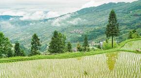 農(nóng)村征地樹木賠償標(biāo)準(zhǔn)